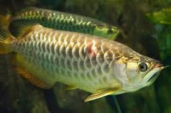 В Одессе поймали экзотическую рыбу родом из Амазонки: фото