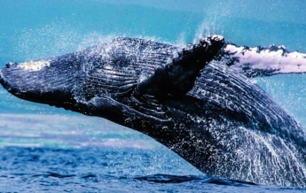 В Австралии заметили горбатых китов в реке