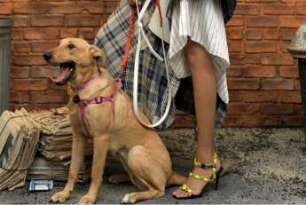 Бездомная собака из Запорожья стала моделью в Vogue в Нью-Йорке (ФОТО,ВИДЕО)