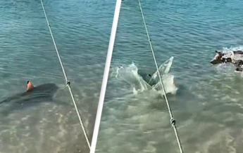 В Австралии сняли на видео бросок пса на акулу (видео)