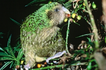 Толстый нелетающий попугай стал птицей года после скандальных выборов в Новой Зеландии: фото