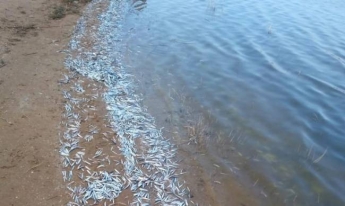 Берег Молочного лимана в Кирилловке усеян хамсой - появилось видео с места замора рыбы
