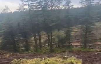 В Ирландии оползень "переместил" часть леса (видео)