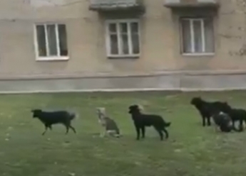 На окраине Мелитополя поселилась стая агрессивных собак (видео)