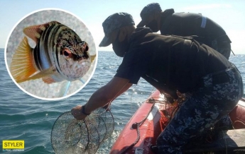 Под Одессой поймали редкую "краснокнижную" рыбу-гермафродита (фото)