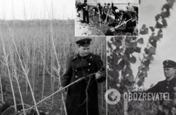 Почему в СССР всюду высаживали тополя: названа причина