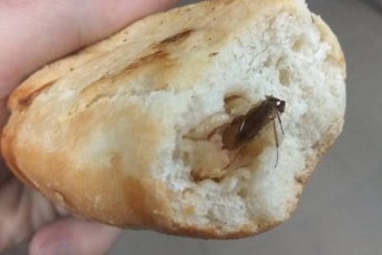 В Мелитополе по пирожкам в магазине бегал таракан - ответ продавца "убил" (видео)