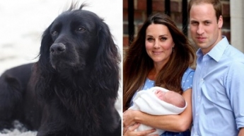 Принц Уильям и Кейт Миддлтон сообщили о смерти любимого пса - говорят, именно он выбрал имя их сына Джорджа