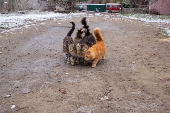 В Запорожье замечена "кошачья банда" (фото)