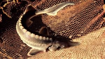 В Запорожской области браконьеры поймали редкую рыбу, занесенную в Красную книгу (видео)