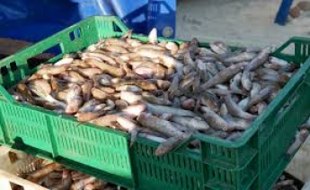 В Мелитополе изъяли рыбу, которую продавали незаконно (фото)