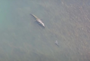 Біля берегів Австралії рибалки з коптера зняли на відео зустріч величезного морського крокодила і акули