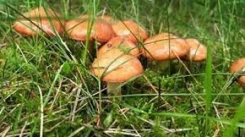 В Запорожской области два мужчины отравились грибами