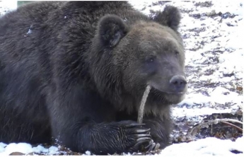 В Галицком лесу медведи залегают в зимнюю спячку (видео)