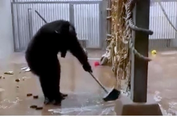В Таллине шимпанзе сам помыл окна и пол вольера (видео)