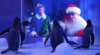 Лондонский аквариум во время локдауна показывает пингвинам рождественские фильмы, и птицам они очень нравятся