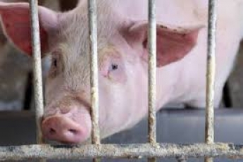 Пытался откупиться свиньей: под Полтавой водитель предложил копам необычную "взятку", фото