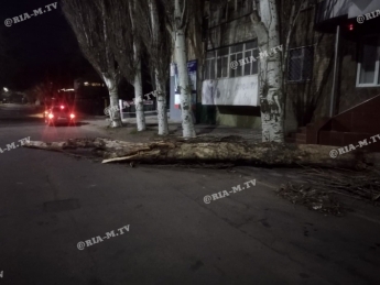В Мелитополе тополь упал на дорогу, перекрыв проезд авто (фото)
