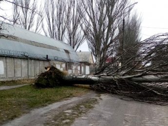 В городе Запорожской области сильный ветер валит деревья (фото)
