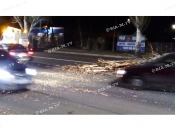 В Мелитополе на объездную упало дерево (фото, видео)