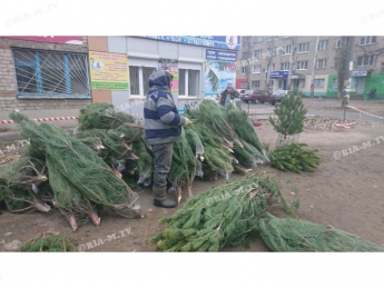 В Мелитополе заработал елочный базар - почем елки продают (фото)