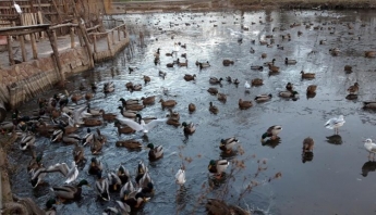 В Запорожье в парке заметили огромное количество уток (ФОТО)