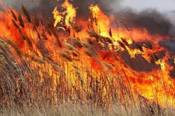 На Днепропетровщине горит сухая трава и камыш: видео