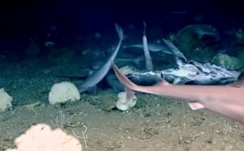 Ученые сняли редкие кадры, на которых глубоководная рыба пожирает целую акулу: видео