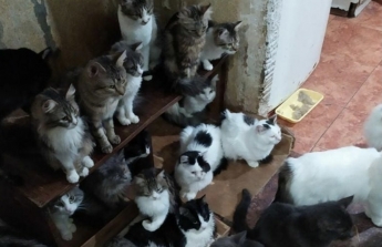 В Запорожье пенсионерка содержала в своей квартире 40 котов и четыре собаки (фото, видео)