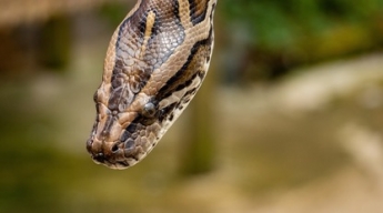 Мужчина нашел в туалете 2-метрового питона - огромная змея пробила потолок в поисках пищи
