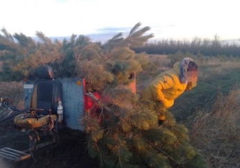 В Запорожской области в лесхозе на горячем поймали воров с елками (фото)