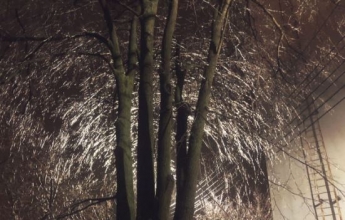 В Харькове ледяной дождь превратили ветки деревьев в "паутину": необычные фото
