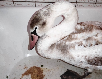 В Мелитополе лебедь рухнул в мандарины на оптовом рынке - подробности спасения (фото, видео)
