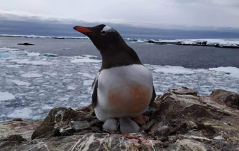 В Антарктиде возле украинской станции появились пингвинята (фото)