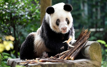 В КНР умерла старейшая в мире панда (видео)
