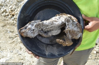 Археологи нашли мумию волчонка, который жил 57 тыс. лет назад, и узнали тайну его смерти: фото