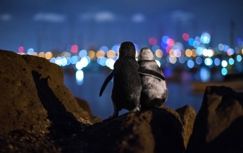 Обнимающиеся пингвины получили главную награду конкурса Ocean Photography Awards: трогательное фото