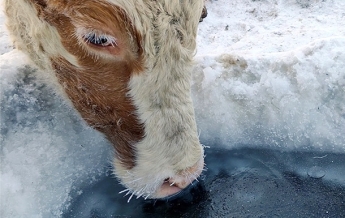 Якутские охотники одевают коров в меховые бюстгалтеры (видео)