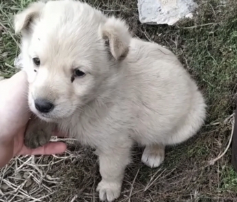 В Мелитополе замерзает маленький щенок (видео)