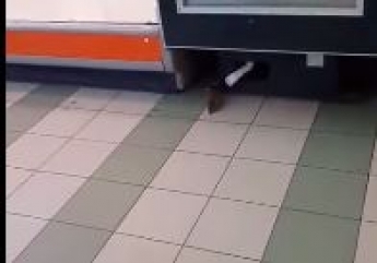 В киевском супермаркете заметили огромную крысу: сети шокировало видео