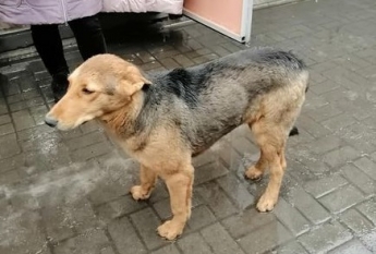 В Мелитополе потерявшийся пес растрогал соцсети (фото)
