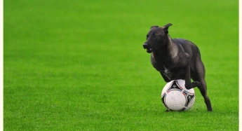 Большой пес едва не сорвал футбольный матч в Боливии: история получила неожиданный финал, видео