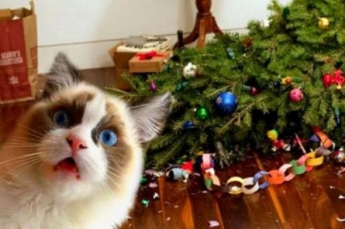 "Думали, не достану?!" Кот добрался до подвесной елки на потолке и рассмешил сеть (видео)