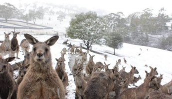 В Запорожской области кенгуру впервые увидели снег и были заинтригованы (фото)