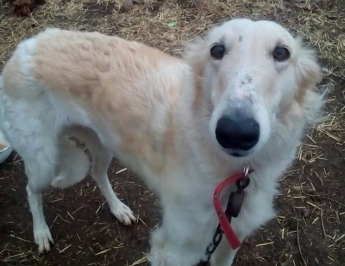 В Запорожской области без хозяина остались две охотничьи собаки (фото)