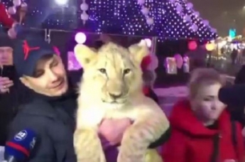 В Харькове на ярмарке выгуливали домашнего львенка (видео)