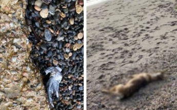 На одесских пляжах из-за фейерверков погибли десятки животных и птиц: фото