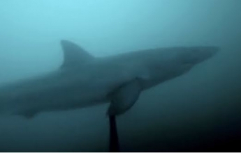 Дайвер столкнулся под водой с огромной белой акулой - жуткий момент попал на видео
