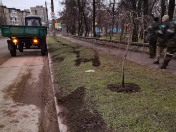В Запорожской области водитель сбил аллею декоративных деревьев и сбежал (фото)