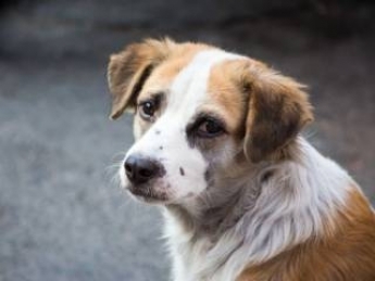 Полиция ищет живодеров, которые в Мелитополе накалывали собаку на вилы